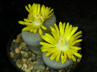 Mother plant with flower